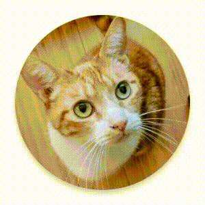 UI 元素會垂直縮小，並移出畫面。