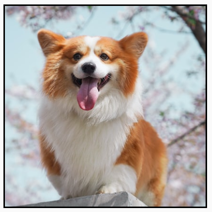 一张横向图片被剪裁为方形，只显示图片的中心部分。