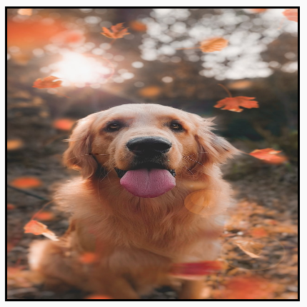 Портретное изображение, искаженное таким образом, чтобы полностью заполнить квадратную рамку, то есть изображение растянуто.