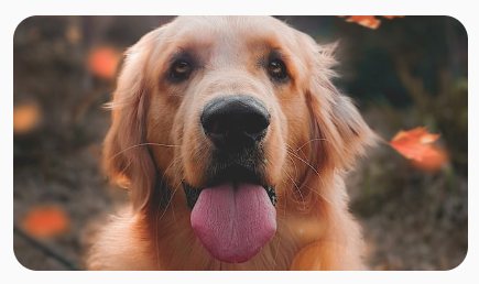 犬の正方形の画像が 16:9 のアスペクト比に変換され、幅が広くなり、高さが低くなっている。