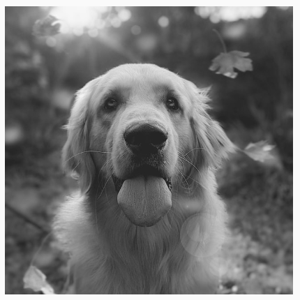 A dog with a black and white filter applied, removing all color saturation.