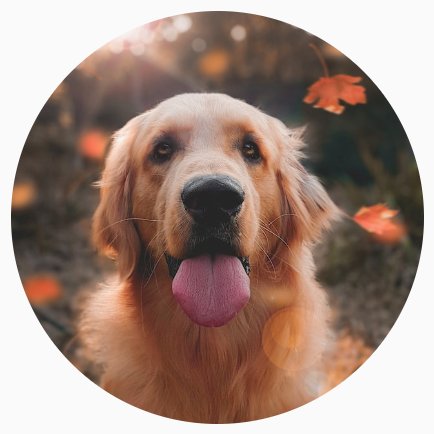 Uma imagem de um cachorro cortada em um círculo perfeito.