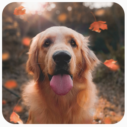A square image of a dog clipped with rounded corners.
