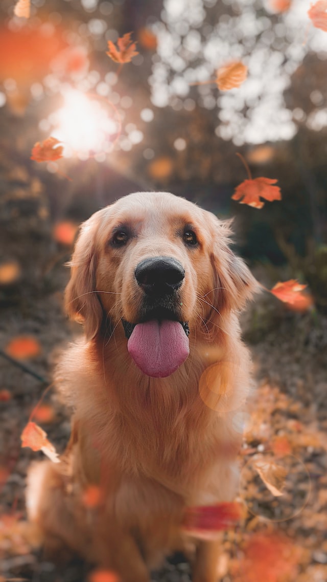 A close-up photograph of a golden retriever dog.