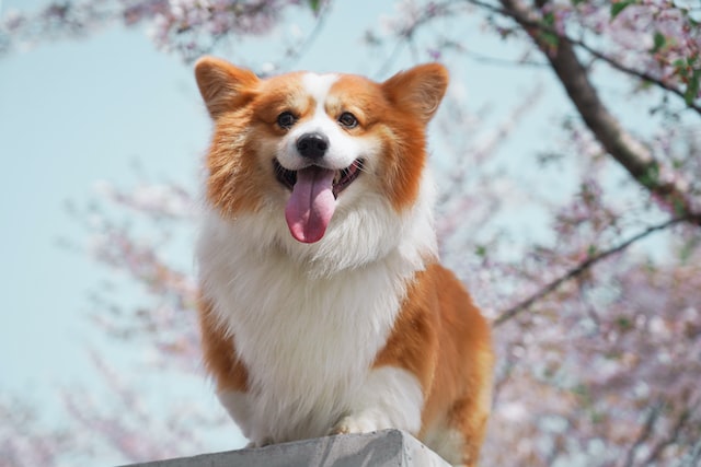 The landscape source, which shows a different dog.