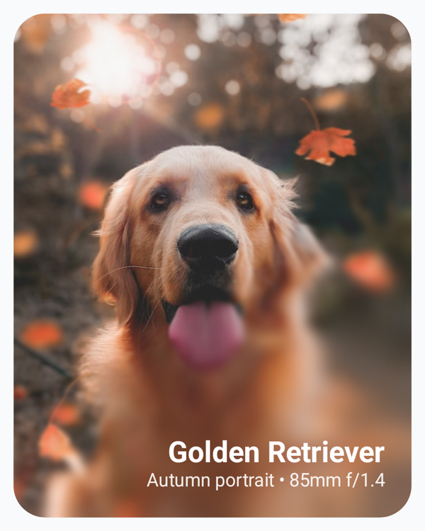 A dog portrait that is sharp in the upper-left and progressively blurred toward the lower-right corner, with sharp white title and subtitle text overlaid on the blurred region.