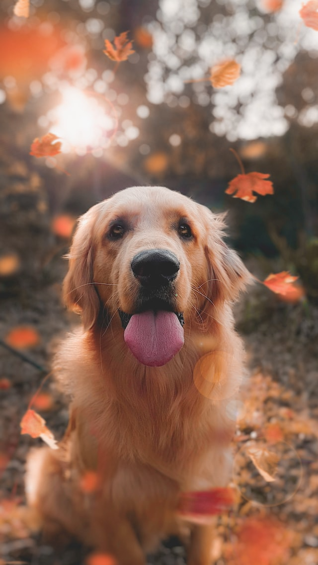 狗狗的图片